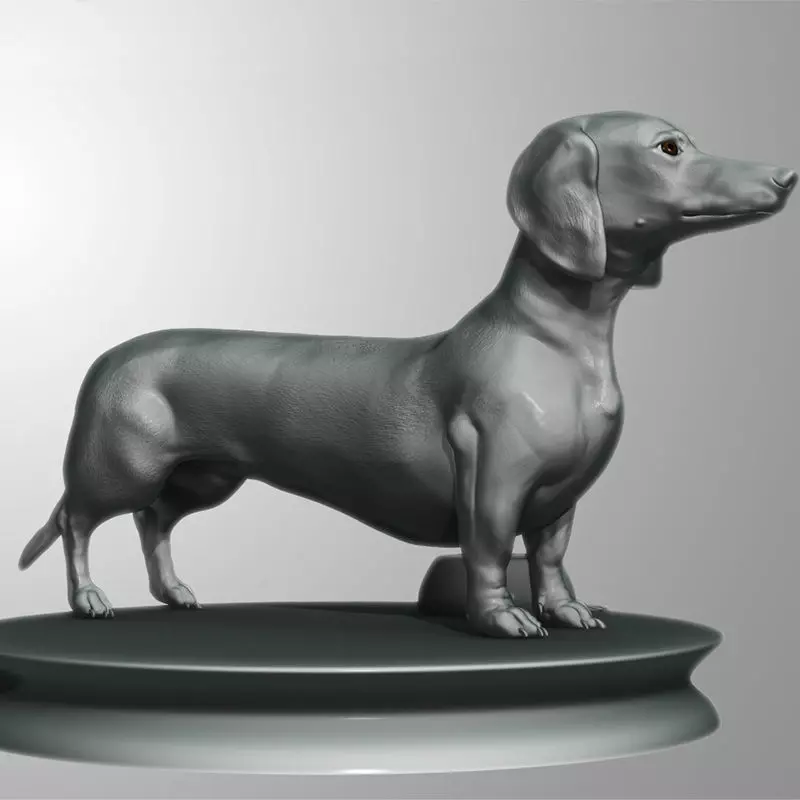 Detailed Dachshund Dog Low-poly 3D model_0
