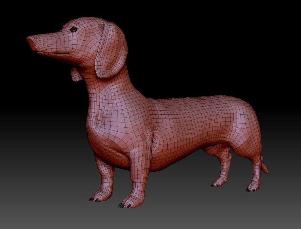 Detailed Dachshund Dog Low-poly 3D model_14