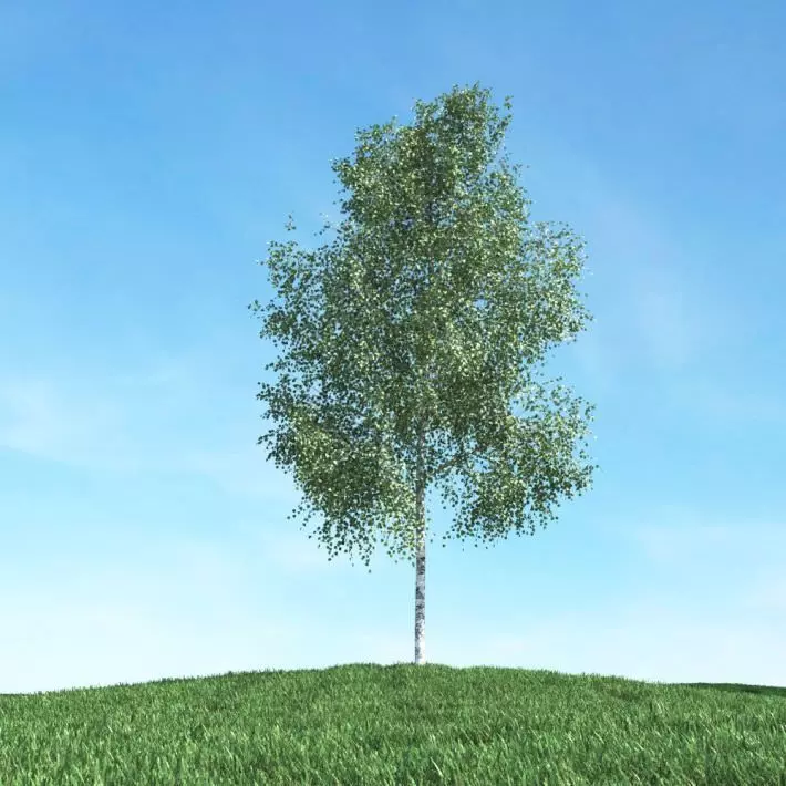 Birch Tree 3D model_0