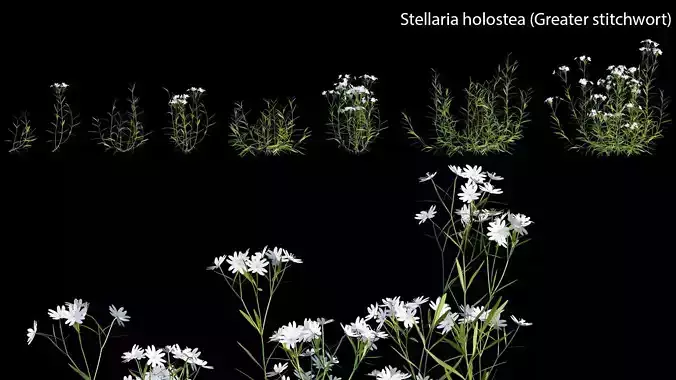 Stellaria holostea - Greater stitchwort 3D model