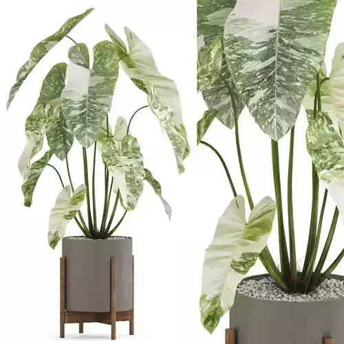 Plants collection 524 3D model