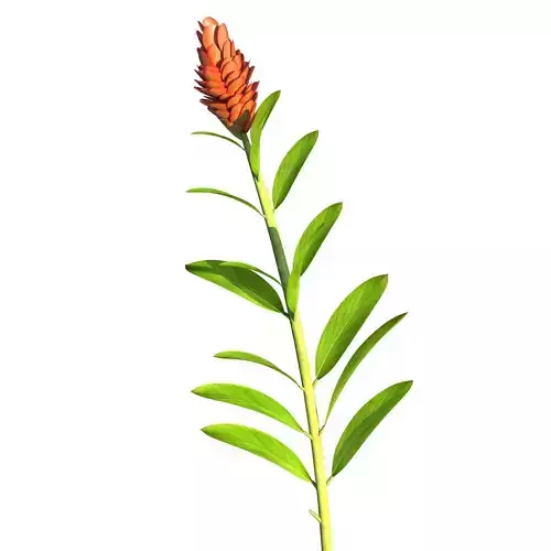 Ginger Flower Plant