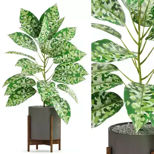 Plants collection 525 3D model
