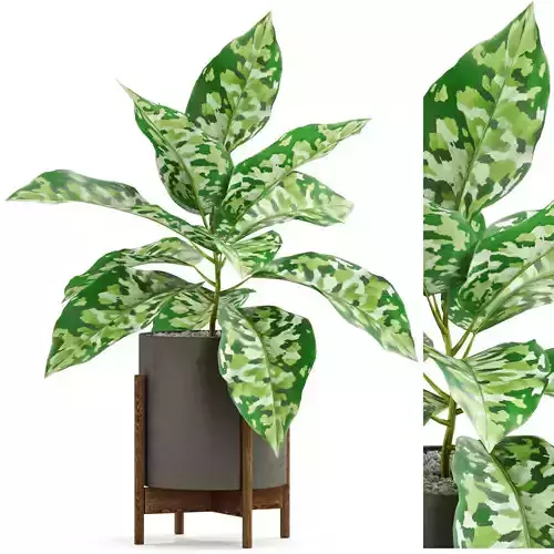 Plants collection 526 3D model