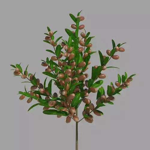 Argan plant 3D model