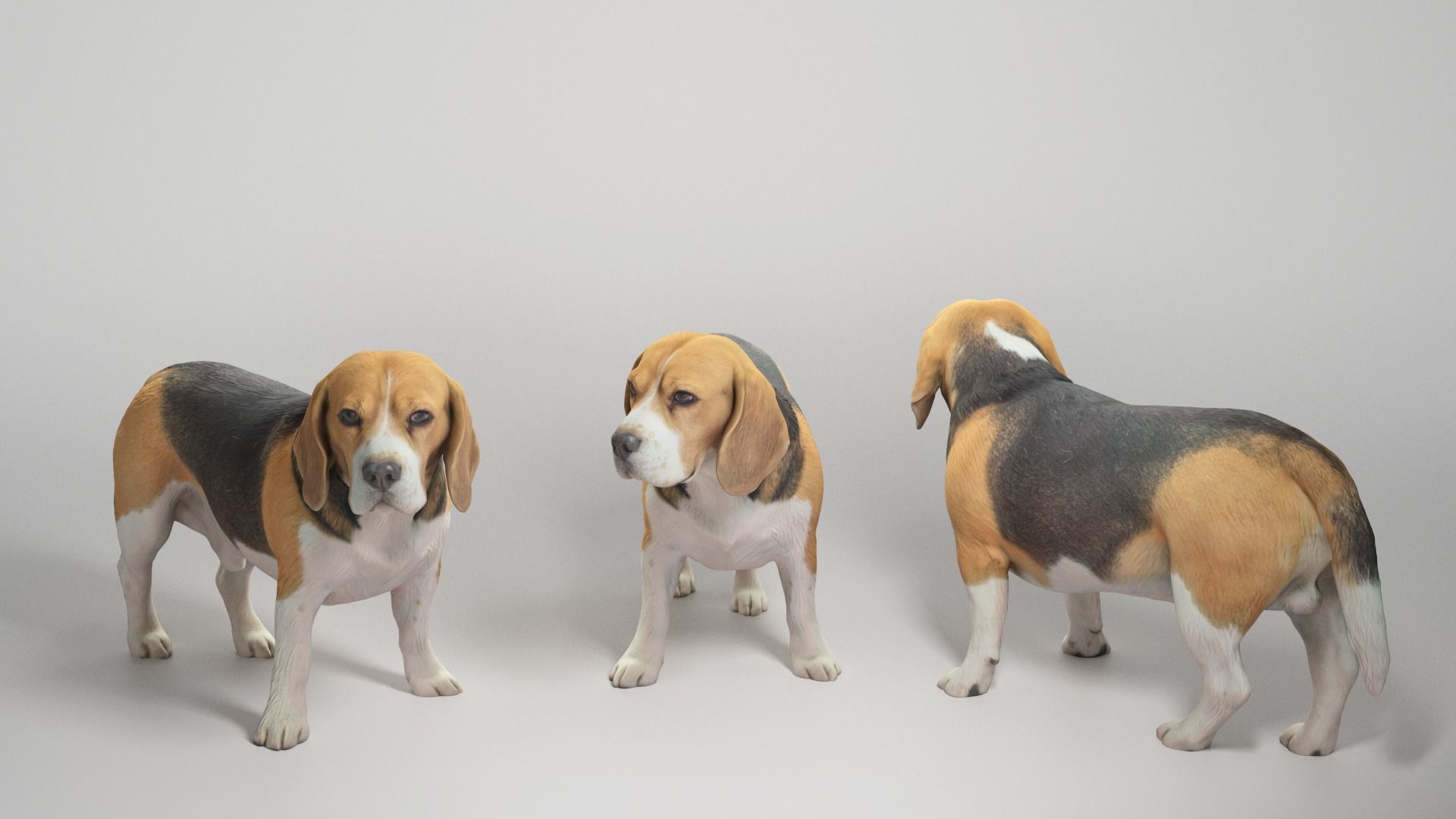 Beagle dog 09 Low-poly 3D model_2
