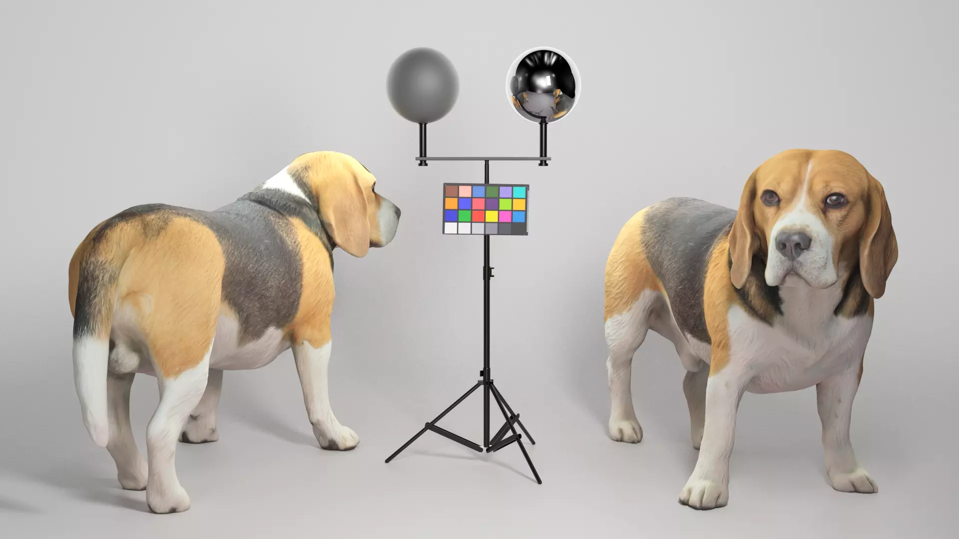 Beagle dog 09 Low-poly 3D model_0