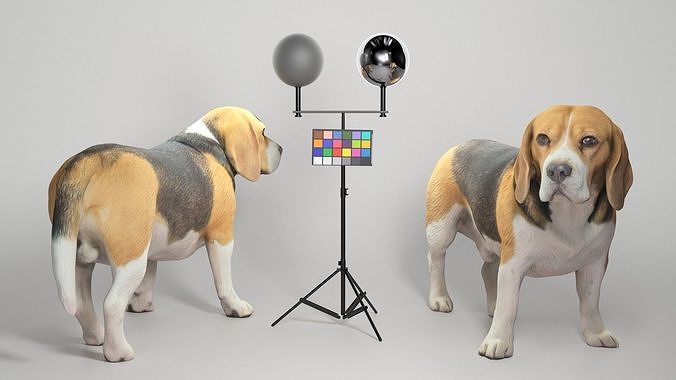 Beagle dog 09 Low-poly 3D model