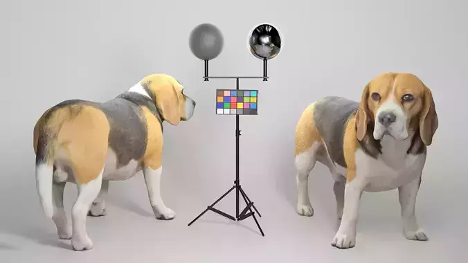 Beagle dog 09 Low-poly 3D model