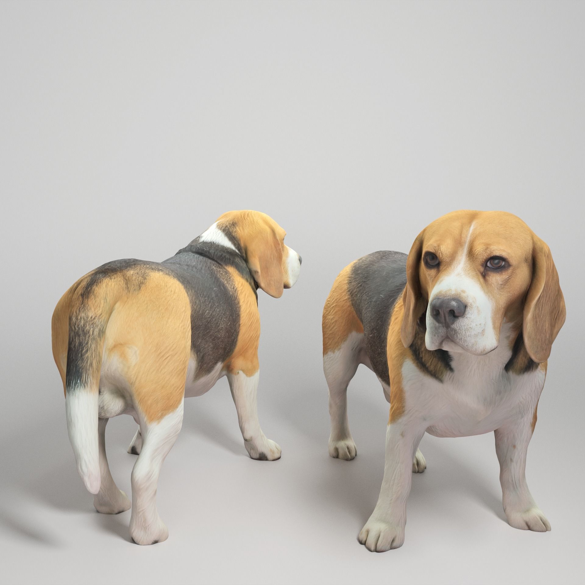 Beagle dog 09 Low-poly 3D model_1