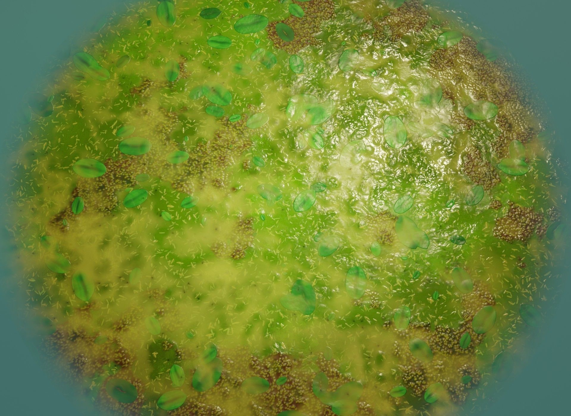 Cartoon Swamp 3D Model Low-poly 3D model_8