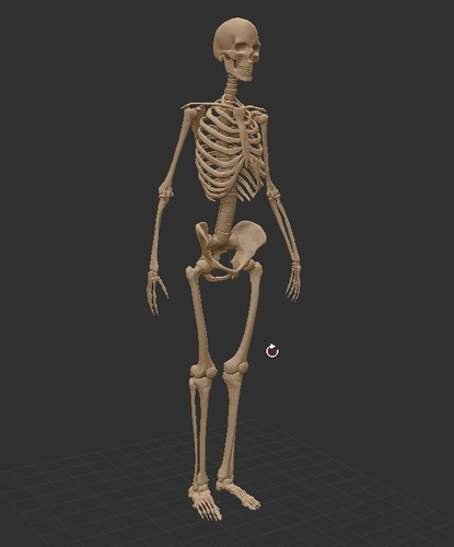 Skelet human skeleton