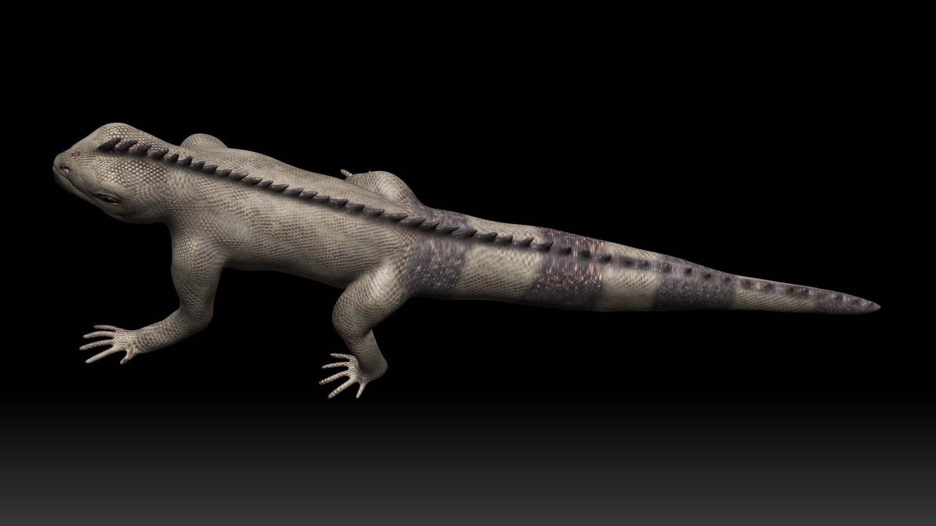 Iguana Lizard Low-poly 3D model_5