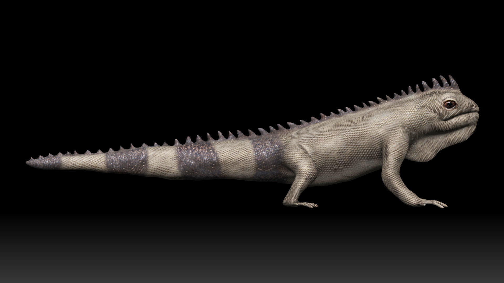 Iguana Lizard Low-poly 3D model_3