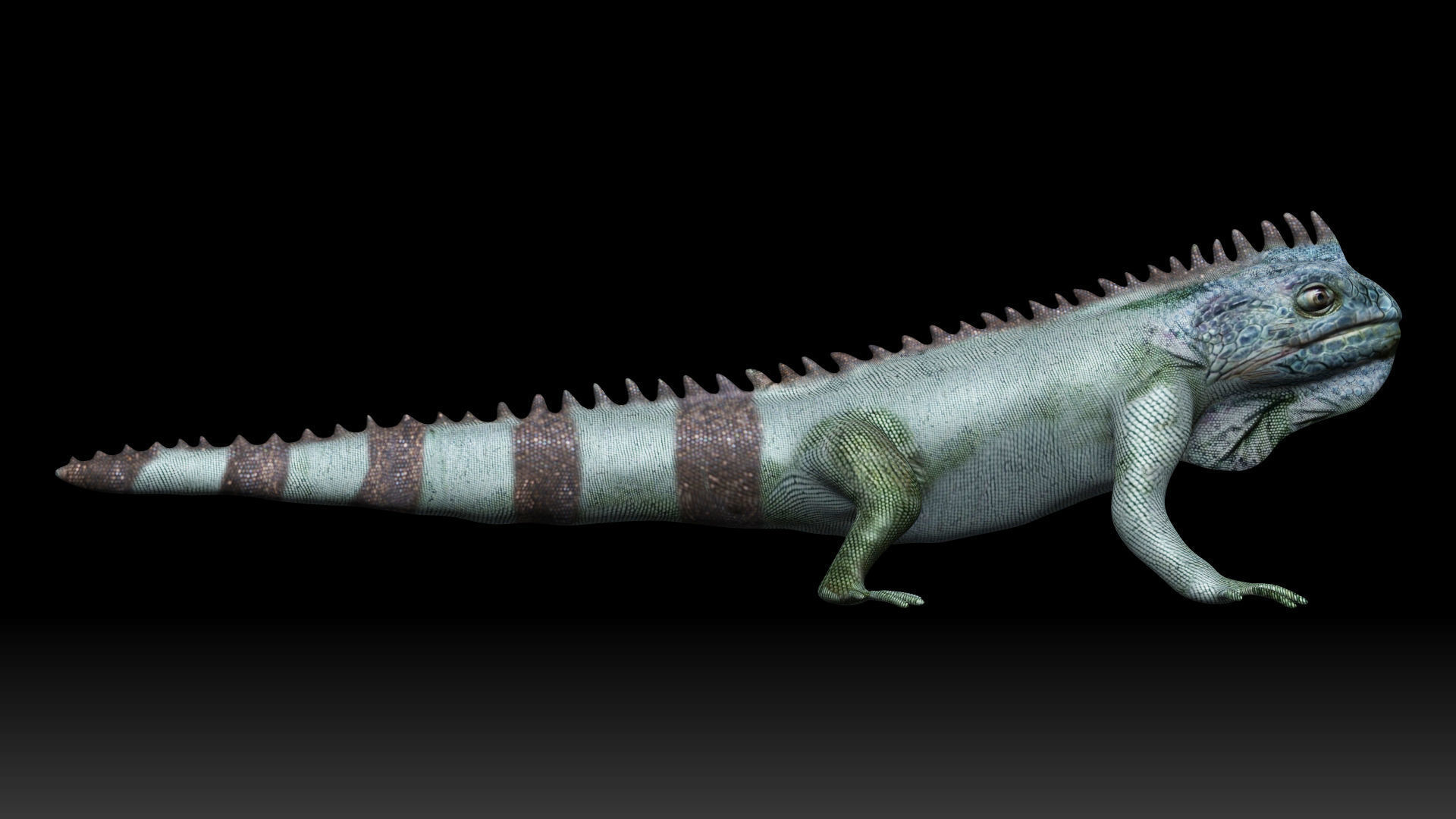 Iguana Lizard Low-poly 3D model_4