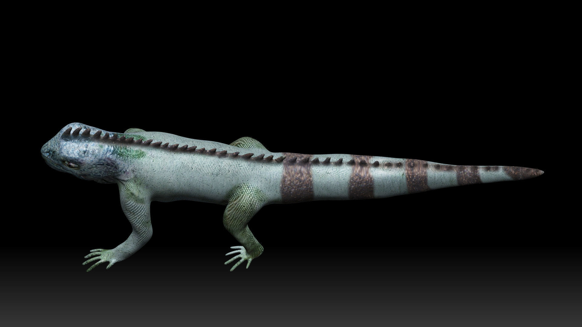 Iguana Lizard Low-poly 3D model_5