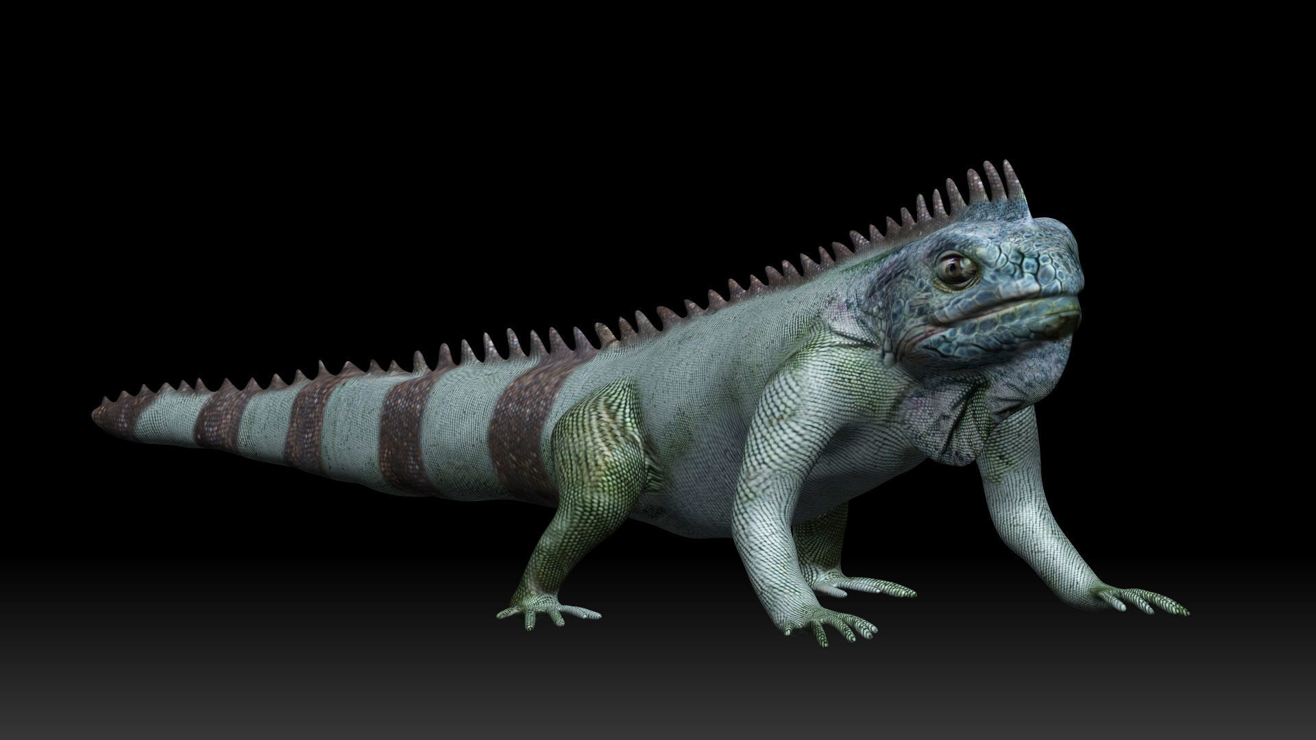 Iguana Lizard Low-poly 3D model_3