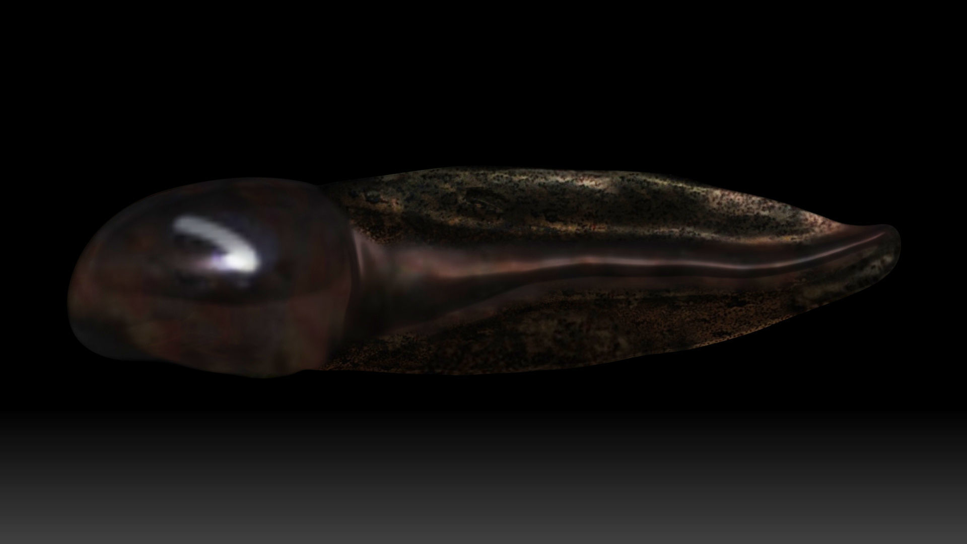 Tadpole squid Low-poly 3D model_1