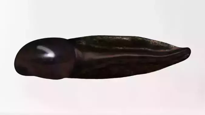 Tadpole squid Low-poly 3D model