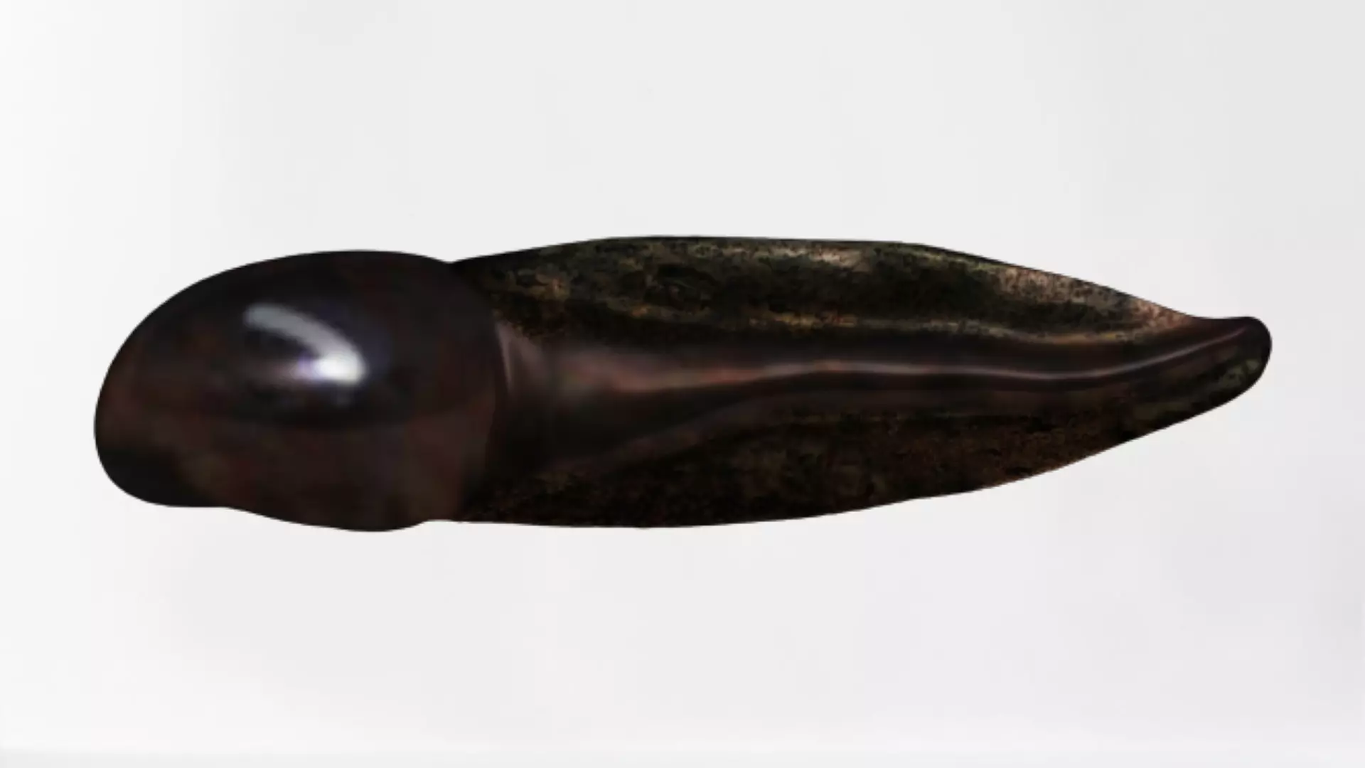 Tadpole squid Low-poly 3D model_0