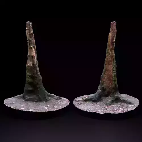 Photo-scan Broken Tree Stump