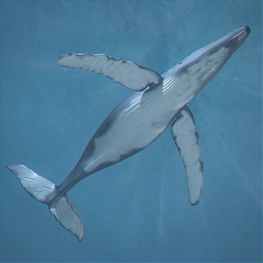 Animated Whale 3D model_5