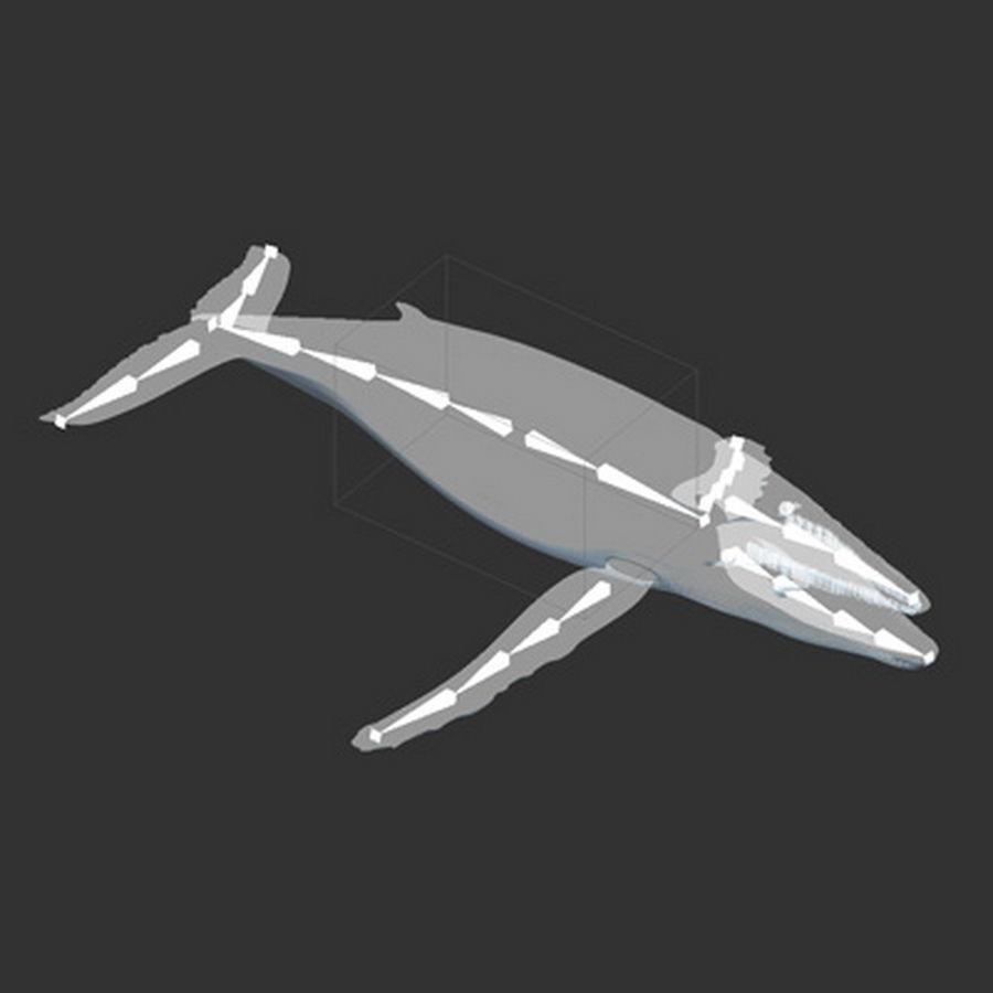 Animated Whale 3D model_4