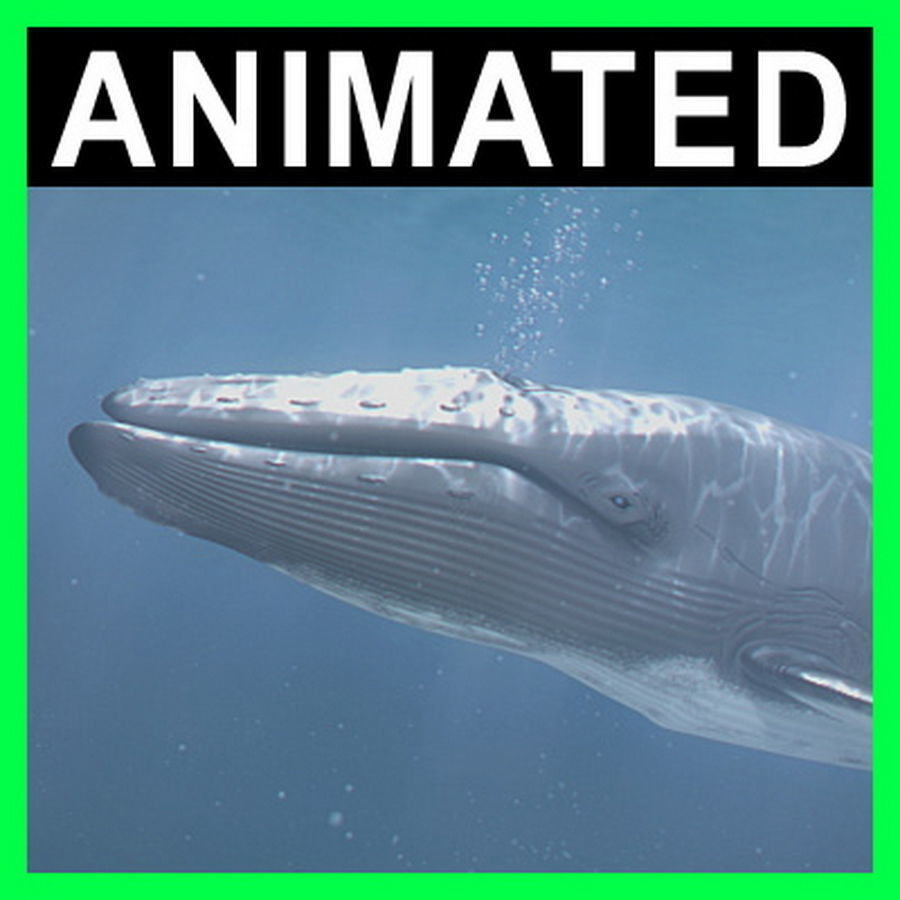 Animated Whale 3D model_1