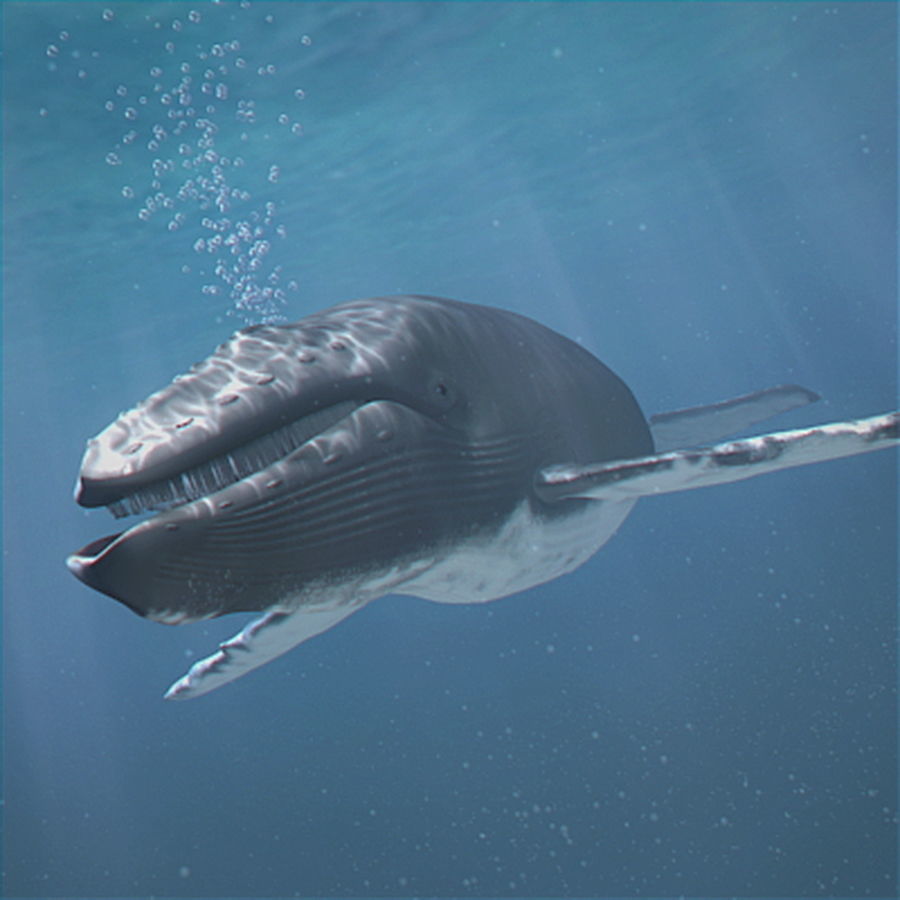 Animated Whale 3D model_2