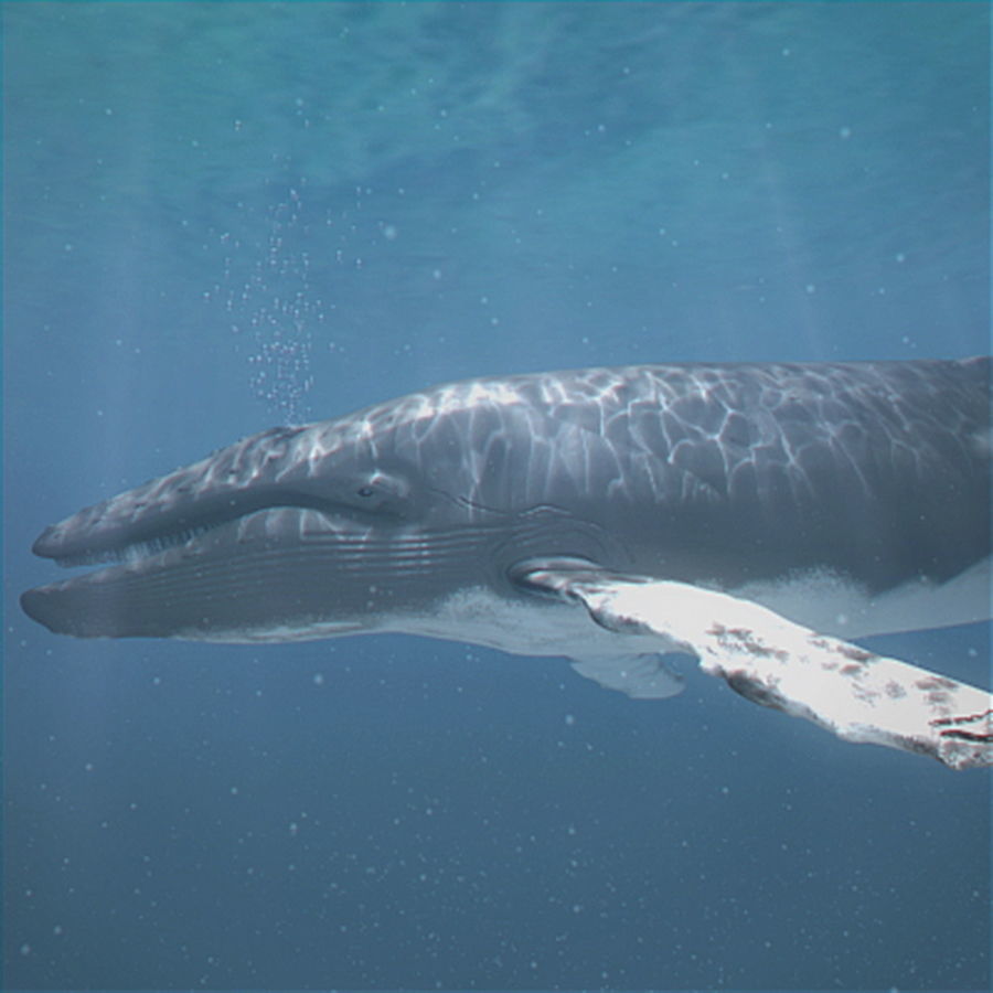 Animated Whale 3D model_3