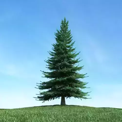 Large Green Pine Tree 3D model