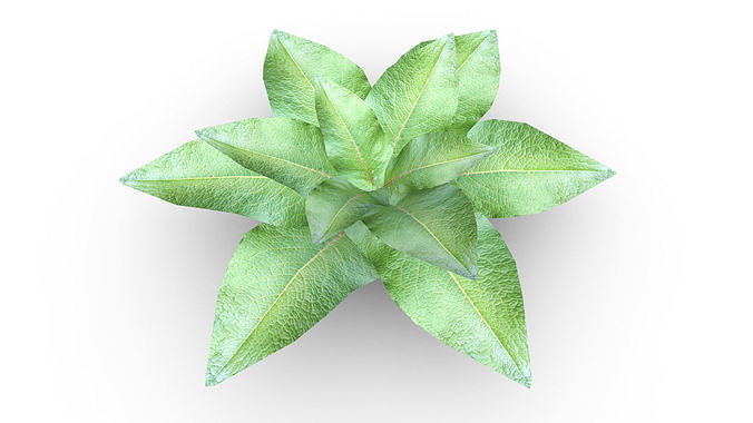 Leafy Plant Low-poly 3D model