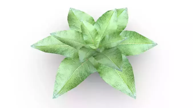 Leafy Plant