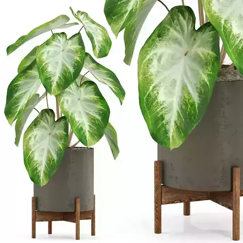 Plants collection 527 3D model