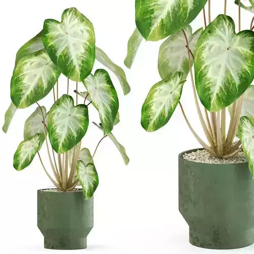 Plants collection 528 3D model