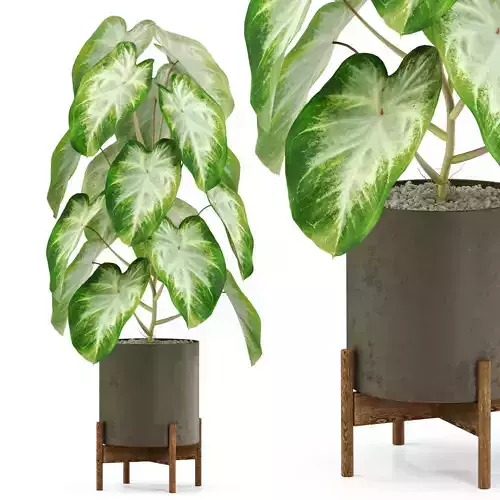 Plants collection 529 3D model