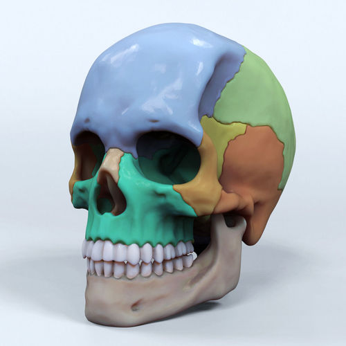 Artist Sculpted Skull Reference 3D print model