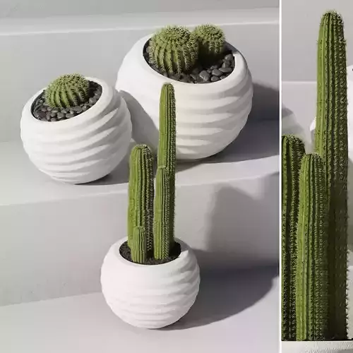 collection Indoor plant 52 vase concrete plant cactus 