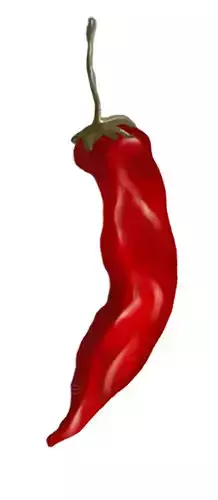 chilly chili pepper hanging