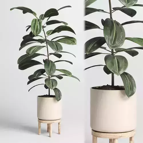 Indoor plant 53 vase wood