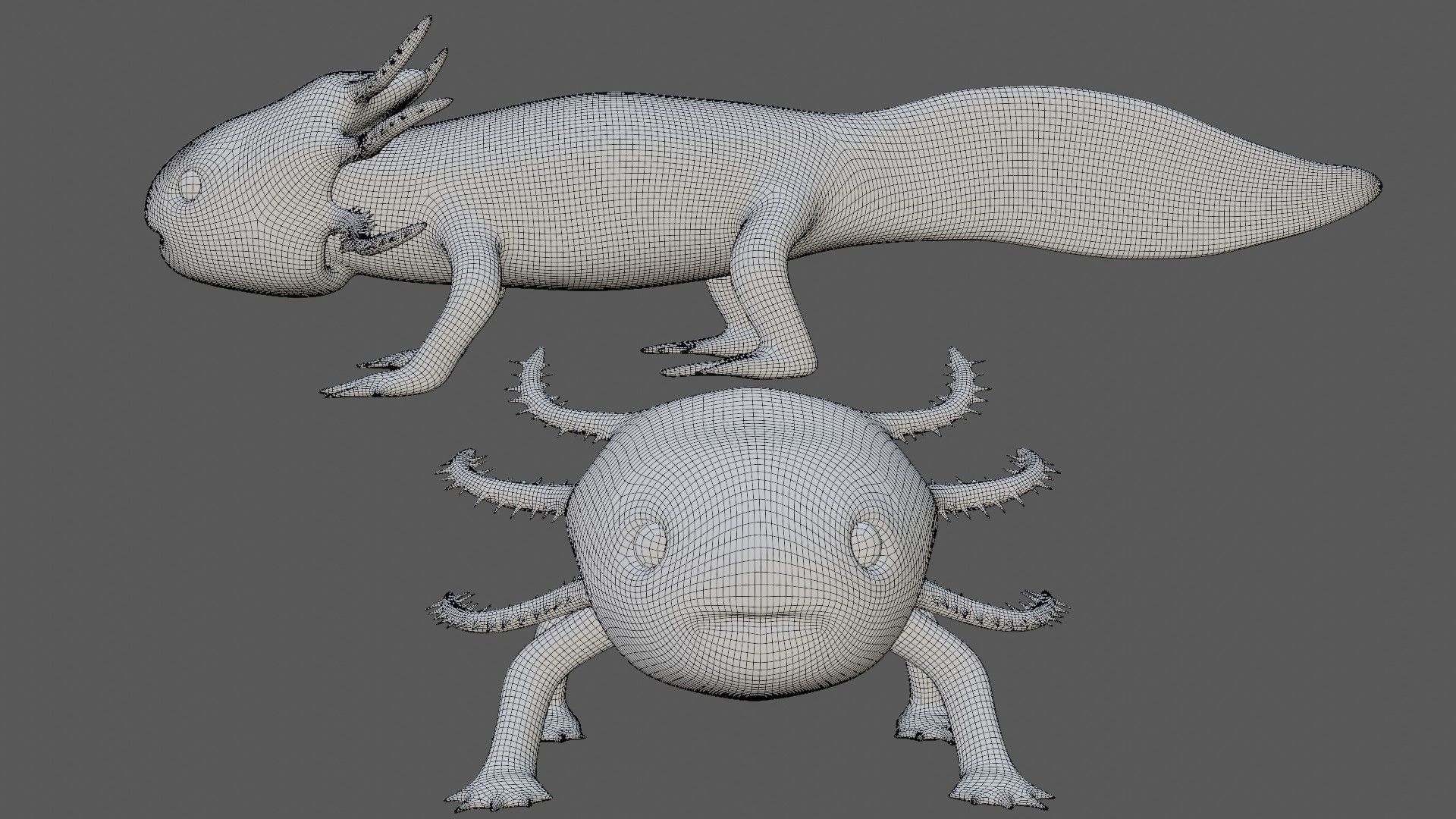 Axolotl arachnid Low-poly 3D model_9