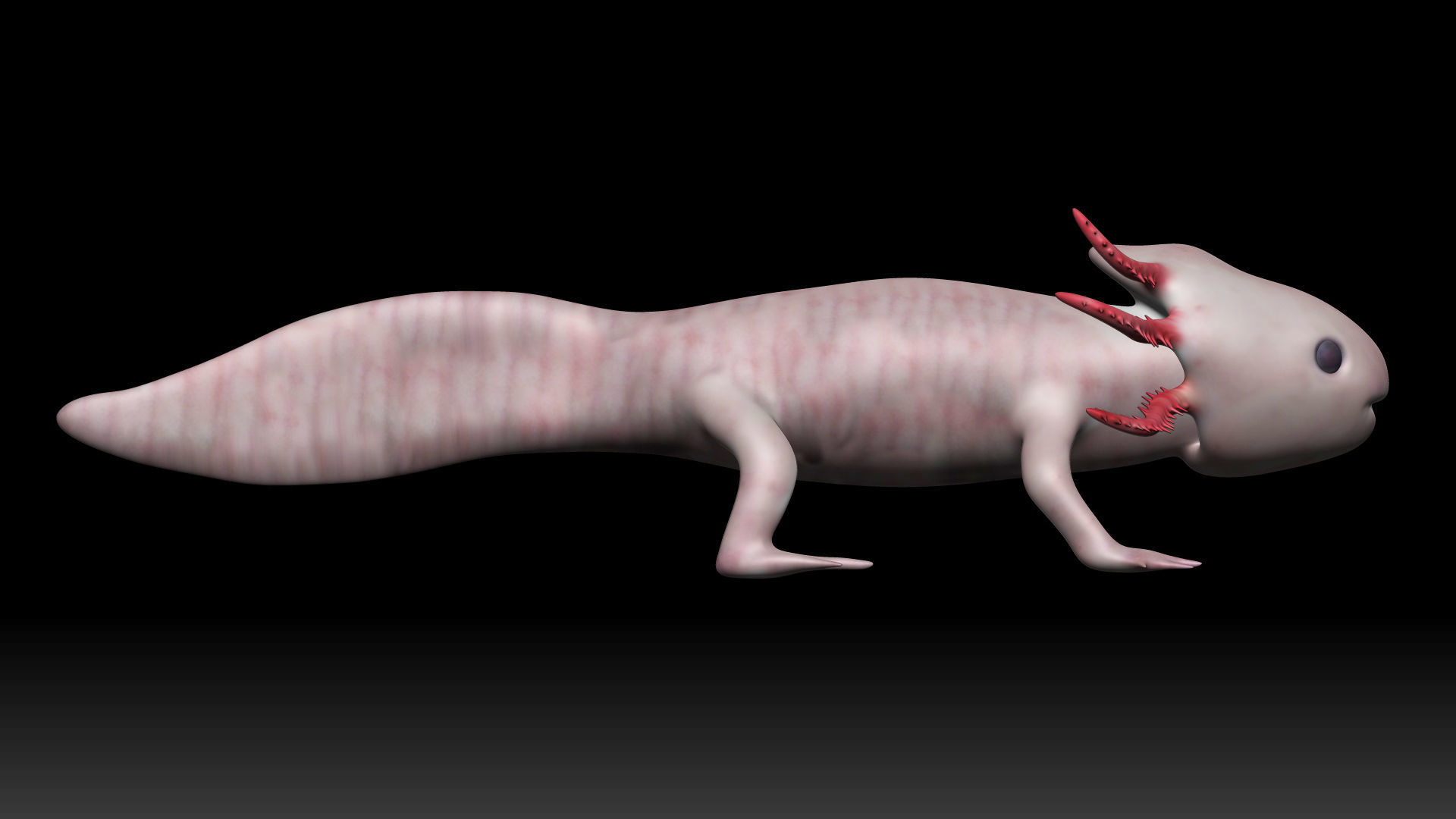 Axolotl arachnid Low-poly 3D model_5