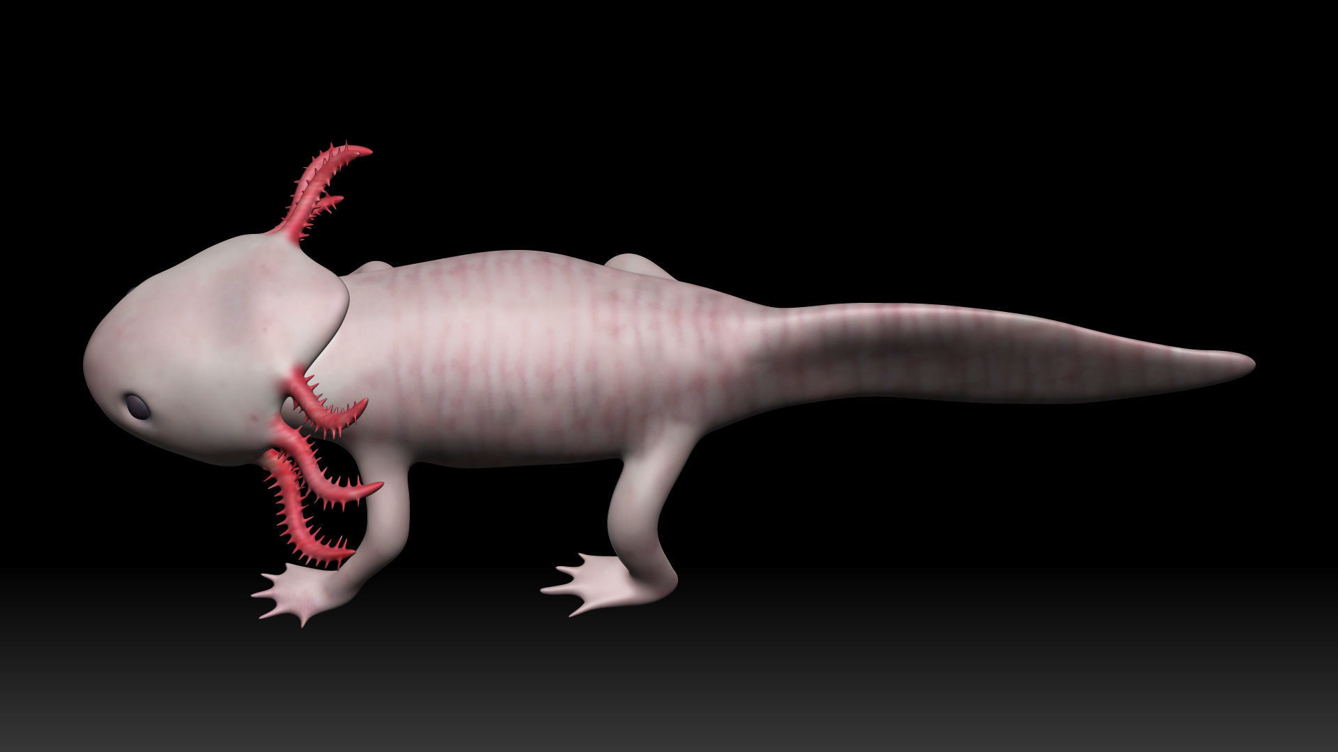 Axolotl arachnid Low-poly 3D model_7