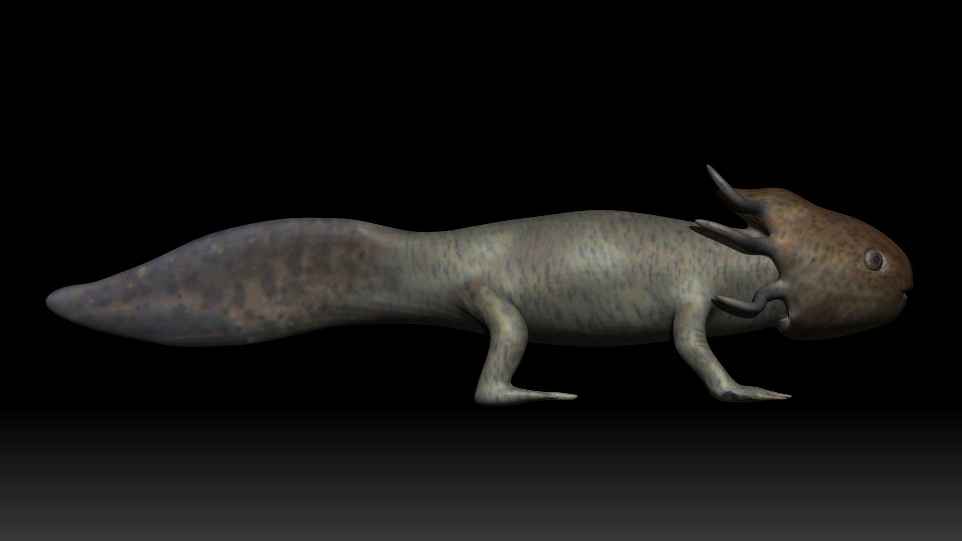 Axolotl arachnid creature Low-poly 3D model_5