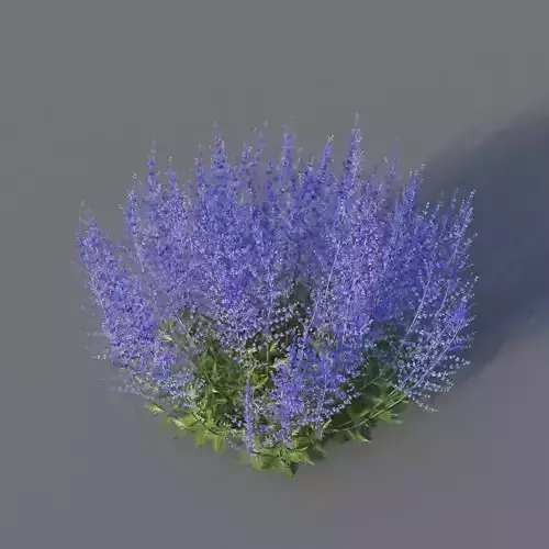XfrogPlants Russian Sage - Perovskia Atripliciflolia 3D model