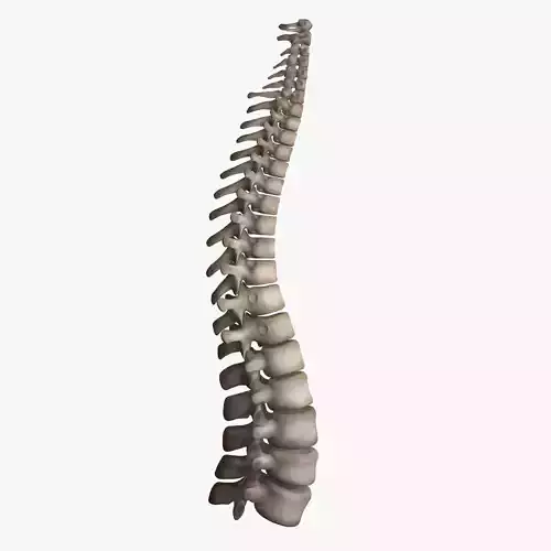 Human Spine Low-poly 3D model