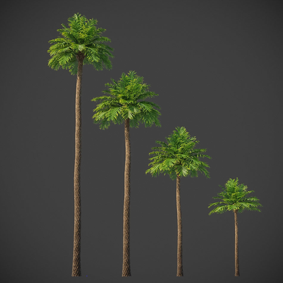 XfrogPlants Phoenix Dactyliera - Date Palm  3D model_6