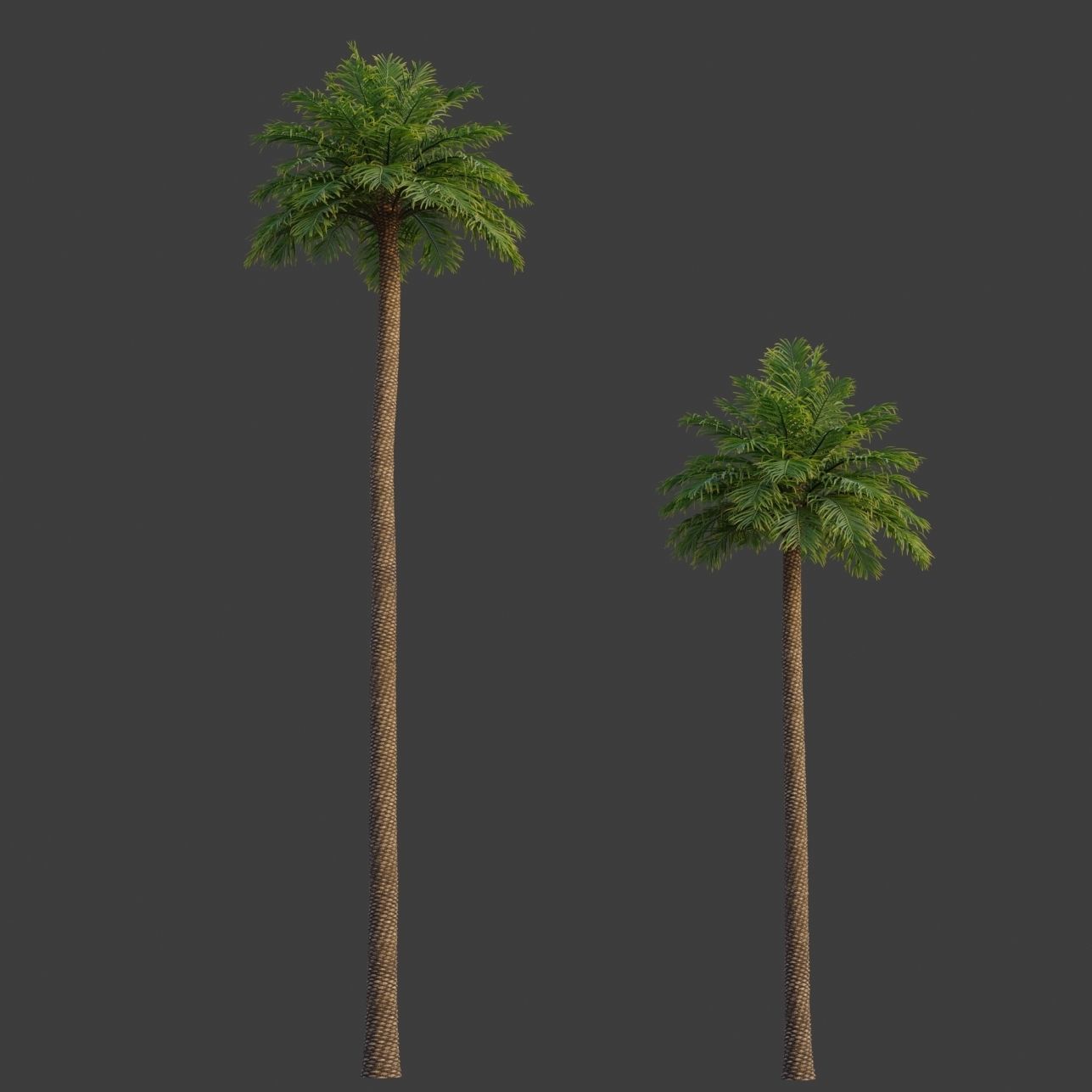 XfrogPlants Phoenix Dactyliera - Date Palm  3D model_7