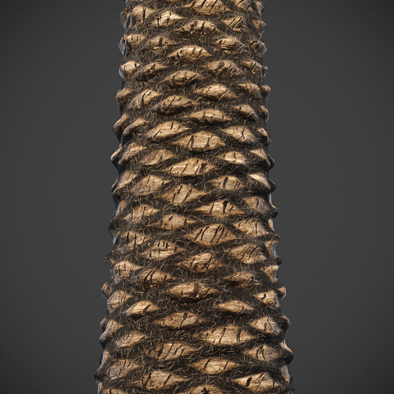 XfrogPlants Phoenix Dactyliera - Date Palm  3D model_5