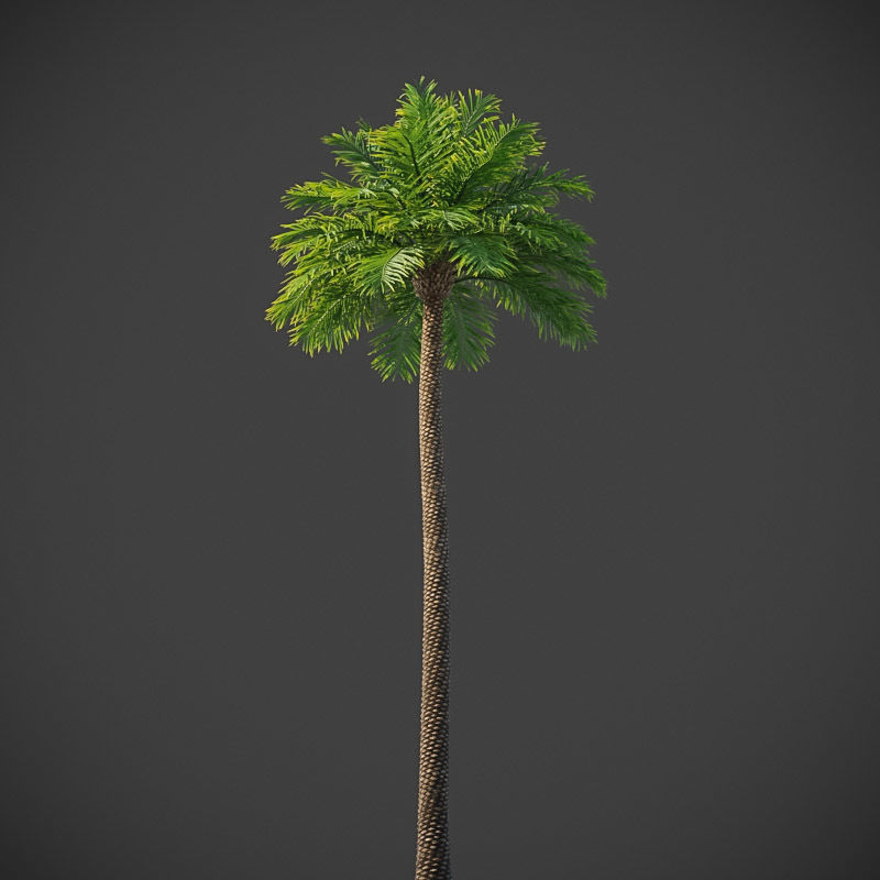 XfrogPlants Phoenix Dactyliera - Date Palm  3D model_4